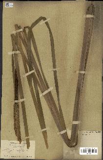 spécimen de Typha latifolia
