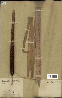 spécimen de Typha latifolia