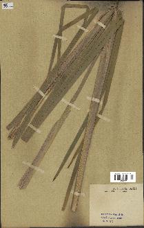 spécimen de Typha latifolia