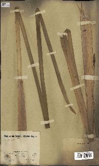 spécimen de Typha latifolia