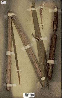 spécimen de Typha latifolia