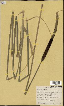 spécimen de Typha latifolia