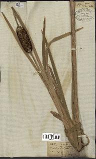 spécimen de Typha latifolia