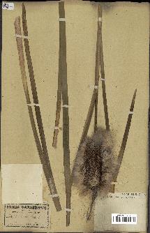 spécimen de Typha latifolia
