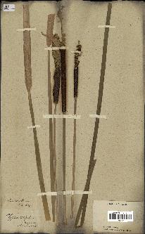 spécimen de Typha latifolia