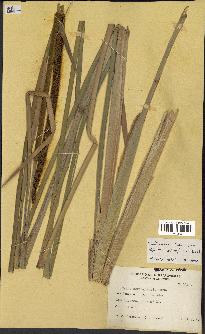 spécimen de Typha domingensis