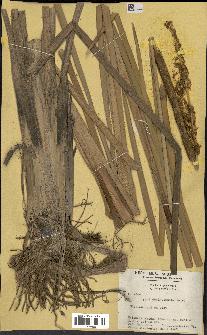 spécimen de Typha domingensis