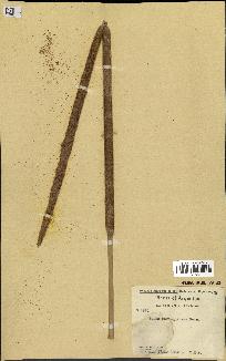 spécimen de Typha domingensis