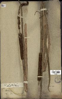 spécimen de Typha domingensis