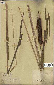 spécimen de Typha domingensis