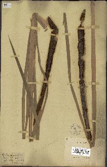 spécimen de Typha domingensis