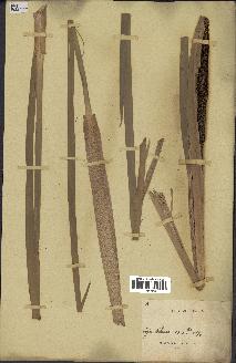 spécimen de Typha domingensis
