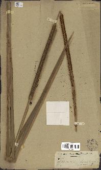 spécimen de Typha domingensis