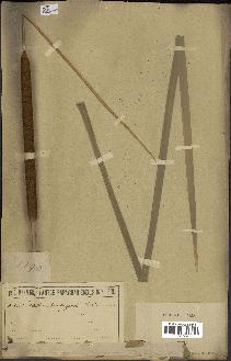 spécimen de Typha domingensis
