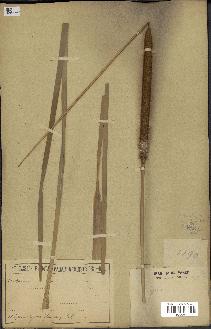 spécimen de Typha domingensis