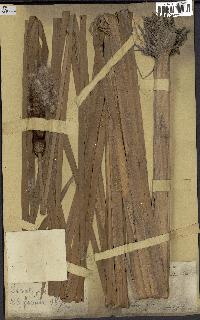 spécimen de Typha domingensis