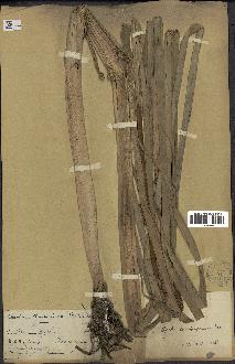 spécimen de Typha domingensis