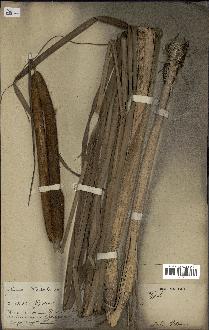 spécimen de Typha domingensis
