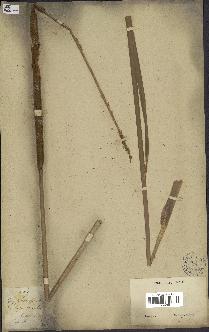 spécimen de Typha domingensis