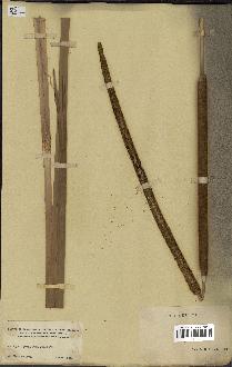 spécimen de Typha domingensis