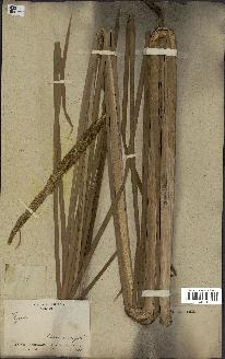 spécimen de Typha domingensis