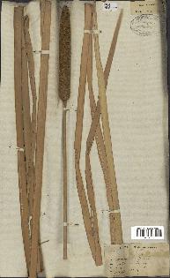 spécimen de Typha domingensis