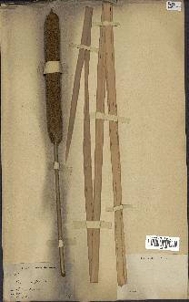 spécimen de Typha domingensis