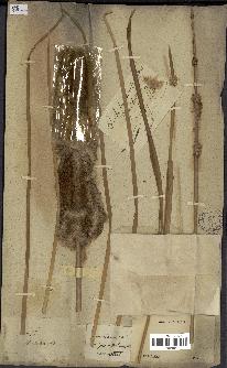 spécimen de Typha domingensis