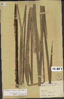 spécimen de Typha domingensis