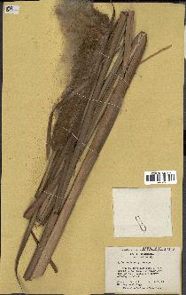 spécimen de Typha domingensis