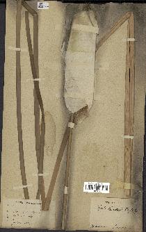 spécimen de Typha domingensis