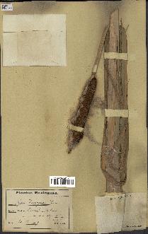 spécimen de Typha domingensis