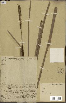 spécimen de Typha domingensis