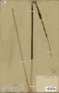 spécimen de Typha domingensis