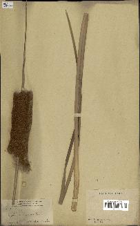 spécimen de Typha domingensis