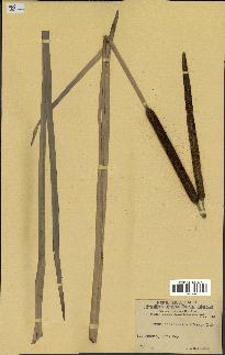 spécimen de Typha domingensis
