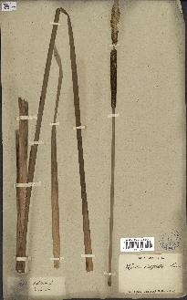spécimen de Typha domingensis