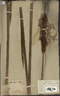 spécimen de Typha domingensis