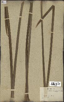 spécimen de Typha domingensis