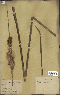 spécimen de Typha domingensis