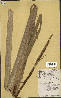spécimen de Typha domingensis