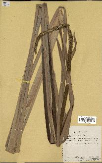 spécimen de Typha domingensis