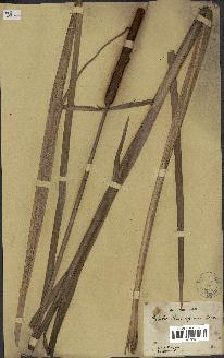 spécimen de Typha domingensis