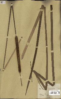 spécimen de Typha domingensis