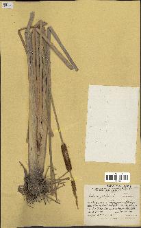 spécimen de Typha angustifolia