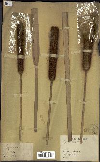 spécimen de Typha angustifolia