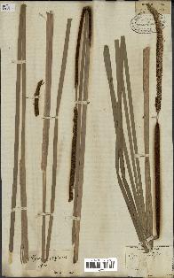 spécimen de Typha angustifolia