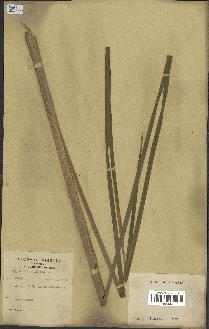 spécimen de Typha angustifolia