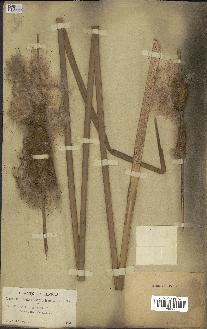 spécimen de Typha angustifolia