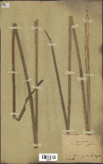 spécimen de Typha angustifolia